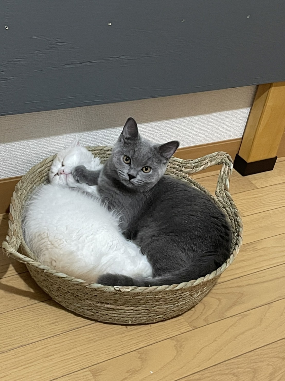 【Staff diary】我が家に猫がやってきました！