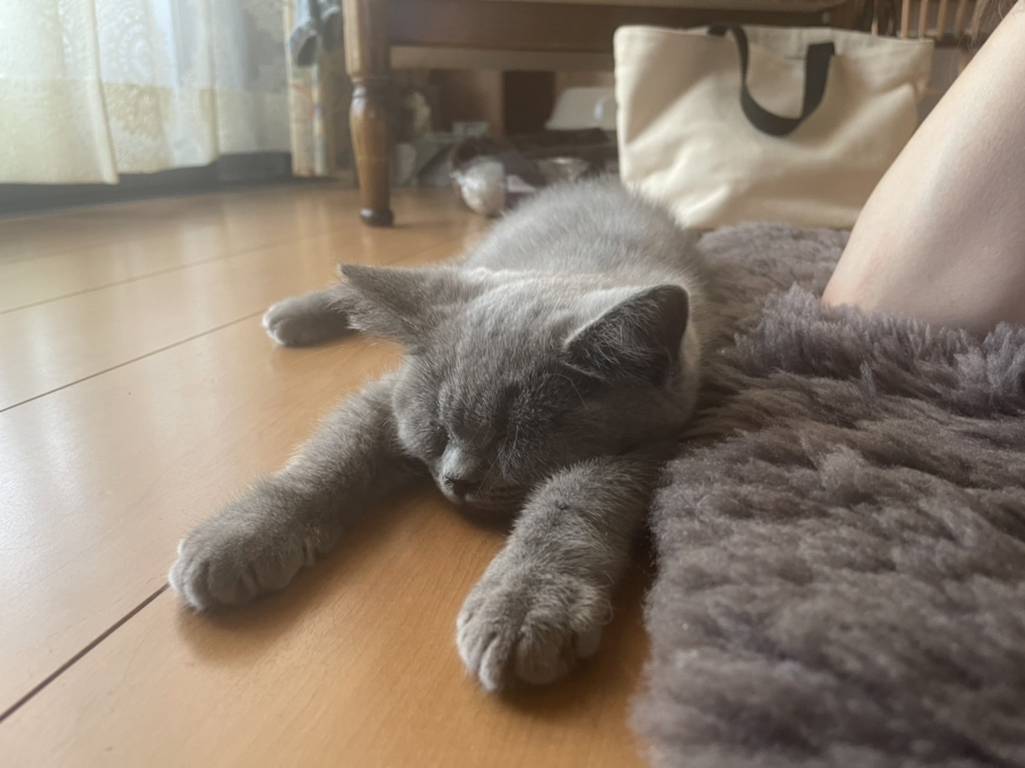 【Staff diary】我が家に猫がやってきました！