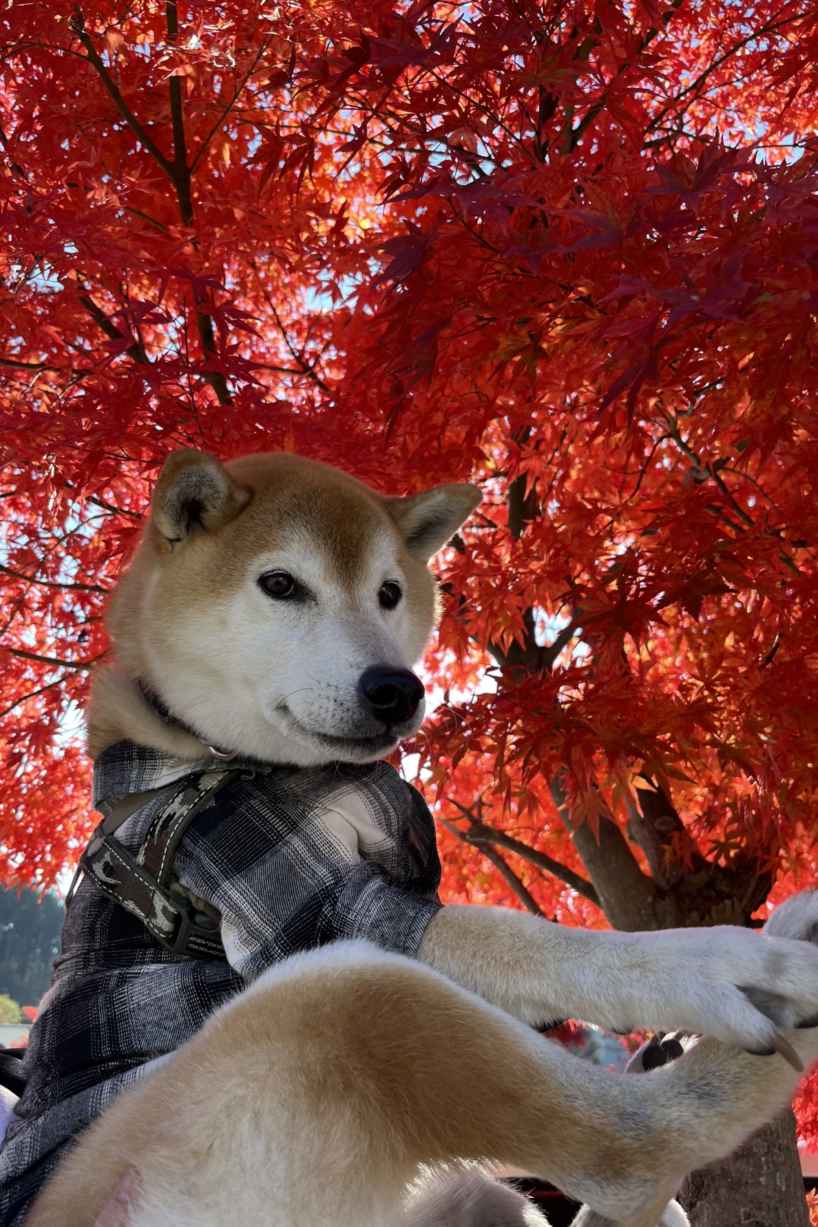 【Staff diary】紅葉を見に行きました!!