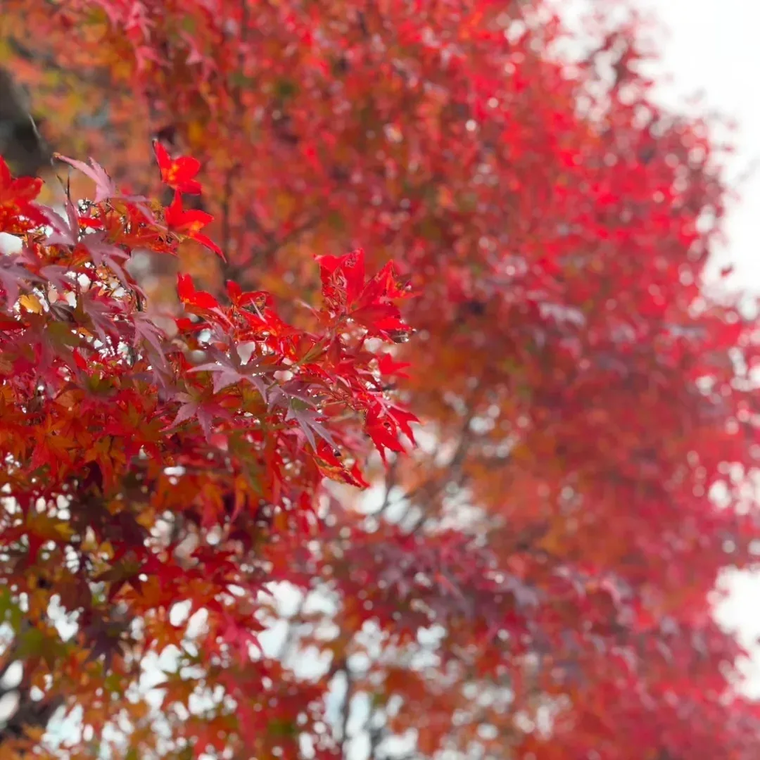 【Staff diary】京都旅行🍁