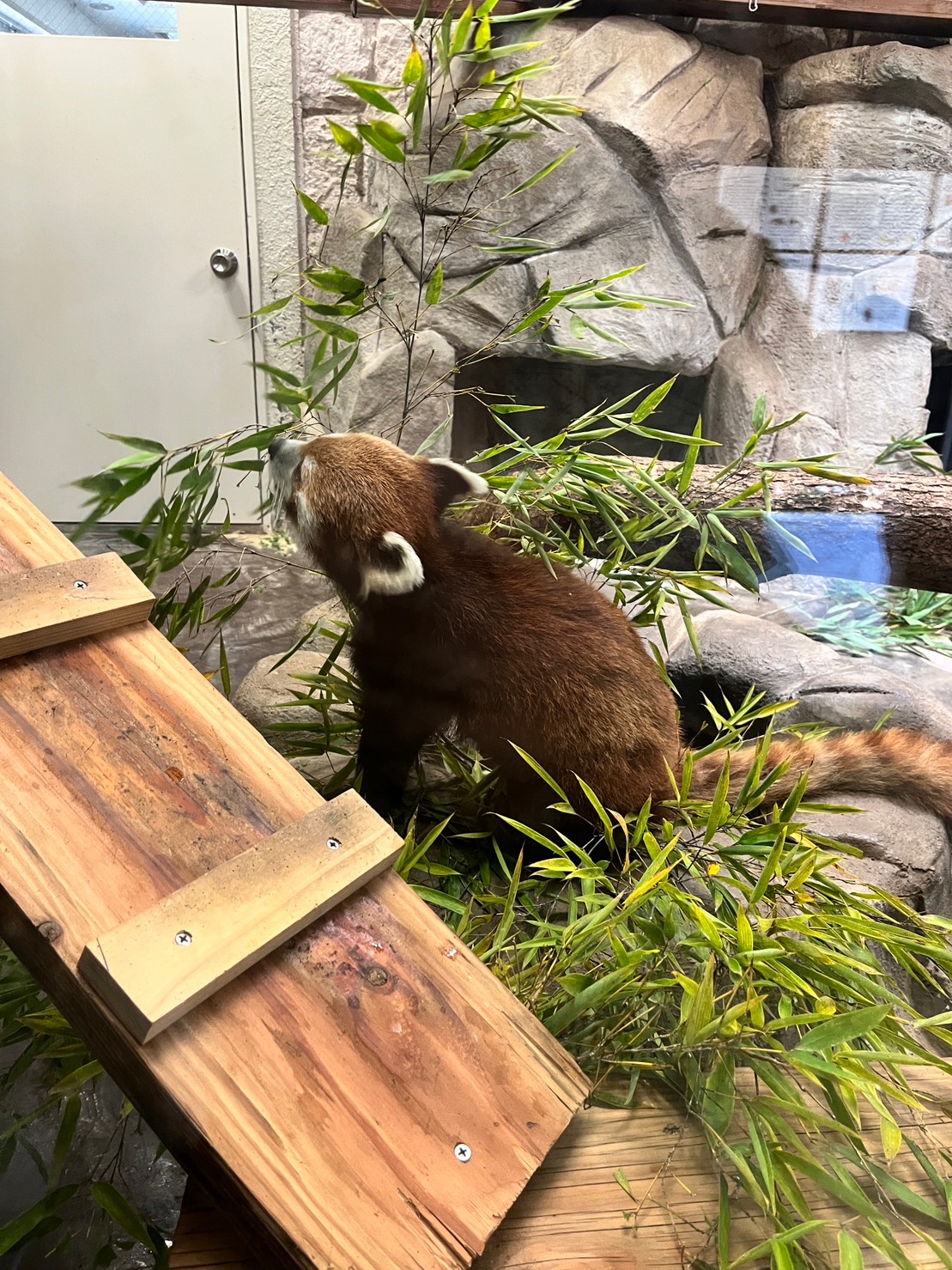 【staff diary】大充実の休日　at天王寺動物園