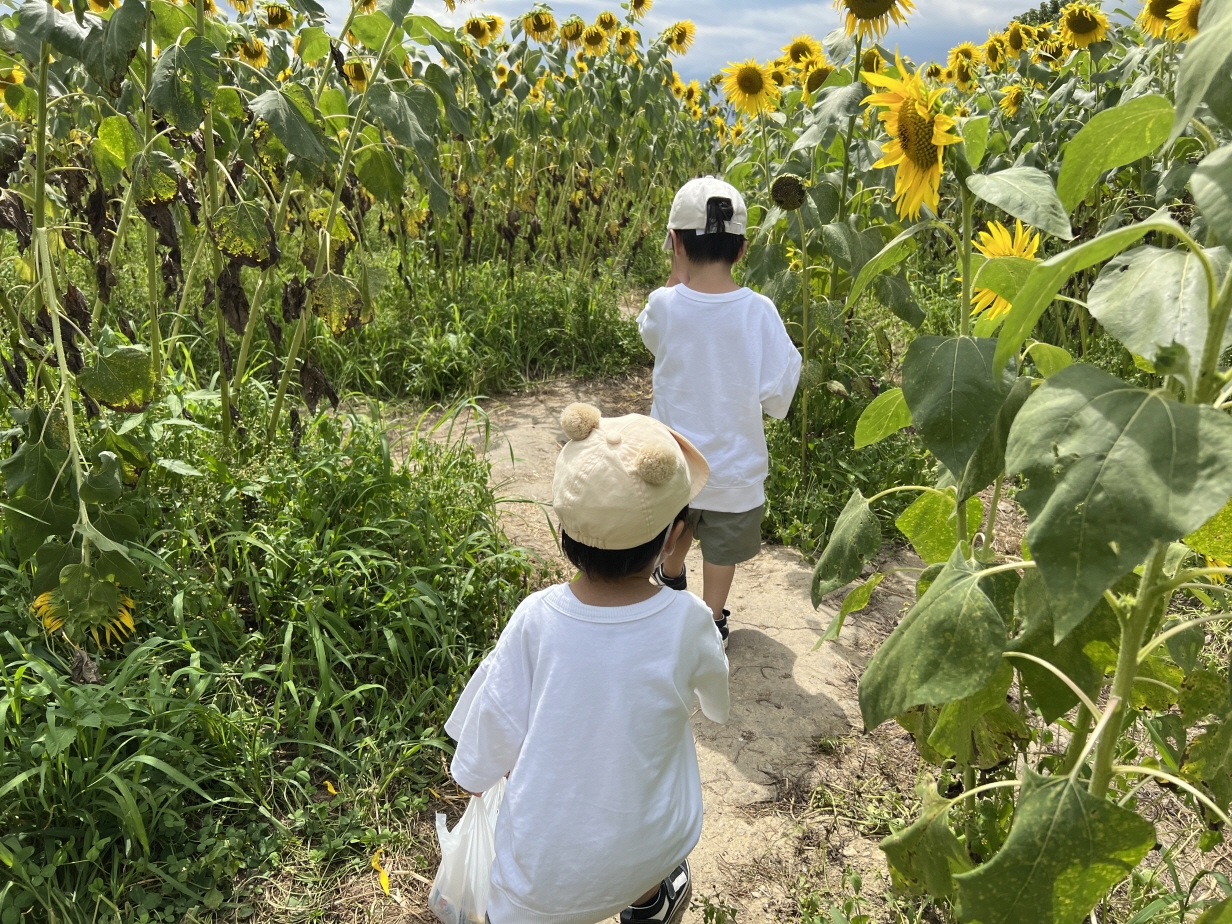 【staff diary】ひまわり🌻